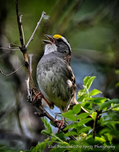 White-Throated Sparrow :: Pro Sports Photography